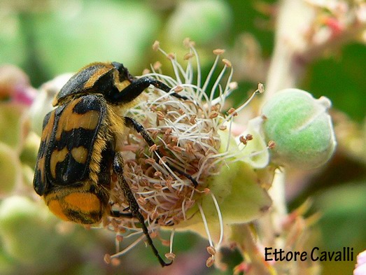 scarabeidi dalla Sardegna